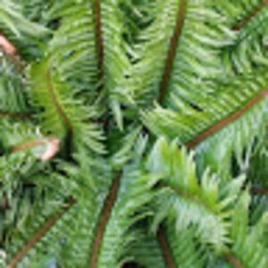 Meet your Posher, Annie